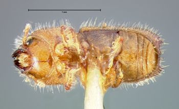 Media type: image;   Entomology 1003 Aspect: habitus ventral view